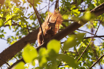 squirrel eating nut