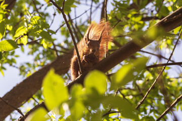 squirrel eating nut