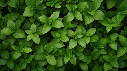 Obraz premium Lush Green Mint Leaves Background: A Vibrant and Refreshing Image of Nature's Bounty
