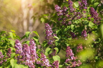 purple lilac flowers