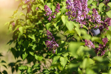 purple lilac flowers