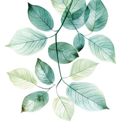 Obraz premium Hand-Drawn Blue and Grey Watercolor Leaves Isolated