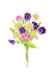 Bouquet of spring flowers: tulips and daffodils. Watercolor design element for cards, invitations, etc. Spring, Mother's Day, Wedding, Women's Day, Birthday. Hand drawn illustration.
