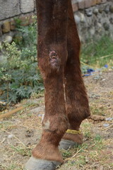 red and desi Injured horse leg, cut and bleeding, bloody paw of a long-haired white mare, Wound on horse's leg after kokpar