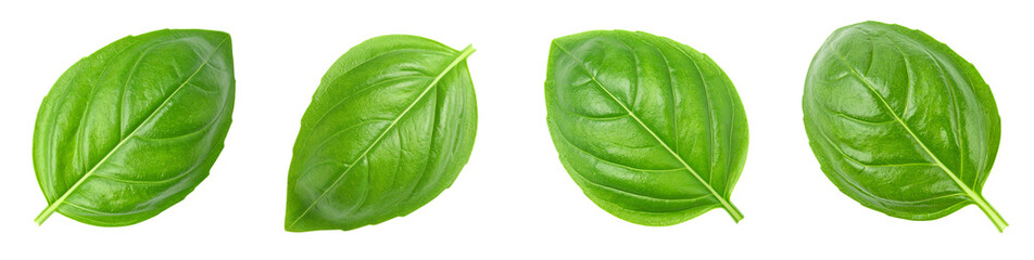 Obraz premium Basil Leaf PNG Set, Transparent Background Isolated