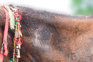 red and desi Injured horse leg, cut and bleeding, bloody paw of a long-haired white mare, Wound on horse's leg after kokpar