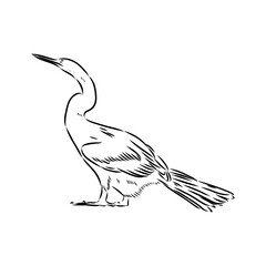Anhinga bird Black-bellied Darter from Birds of America