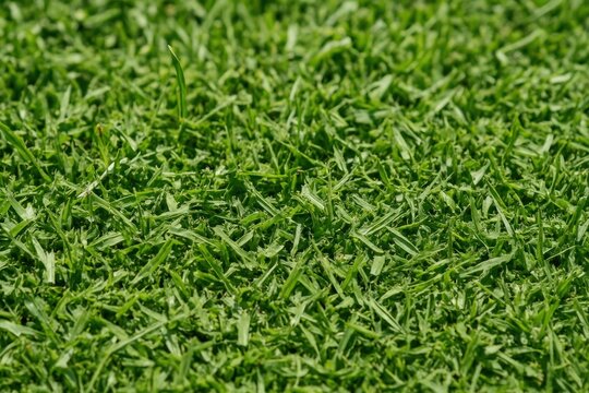 Lush green grass texture - Powered by Adobe