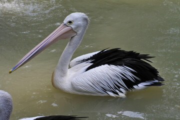 Close up of two spectacled pelicans or Australian pelicans swimming in a lake. Undan kacamata