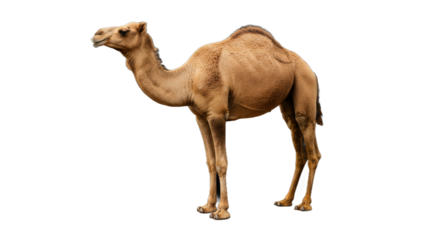 A majestic dromedary stands in stark darkness