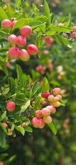 Pink color of Carissa carandas with green leaves background
