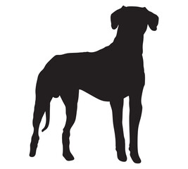 Great dane Dog silhouette.