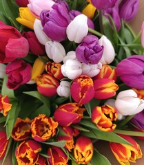Fototapeta premium multicolored, red, yellow, white, purple, tulips, bouquet of tulips, floral background