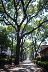 Obraz premium Significant Shade Provided by Network of Mature Urban Trees Along Street, Also Aiding Stormwater Management
