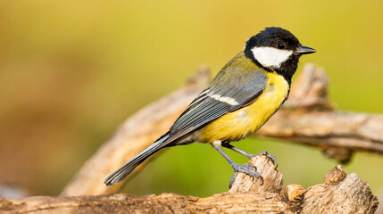 Great Tit, Parus major, Mediterranean Forest, Castilla y Leon, Spain, Europe