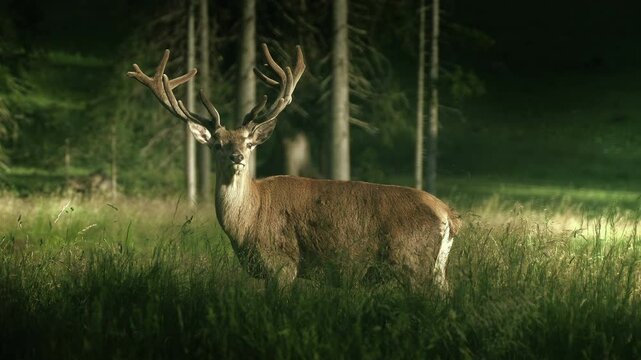 Red deer in wilderness area moving and watching with majestic elegance