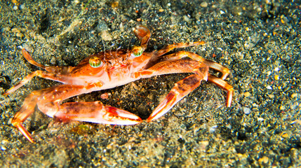 Swimming Crab, Lembeh, North Sulawesi, Indonesia, Asia