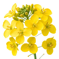 Obraz premium yellow flowers Isolated on transparent background