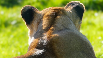 The back of a lionesses head as she relaxes in the grass looking across the fields. Full property release for commercial use. Full property release for commercial use.