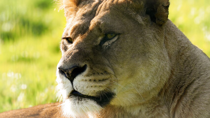 Extreme close-up headshot of a lioness with her eyes open and staring past the camera lens.  Full property release for commercial use.
