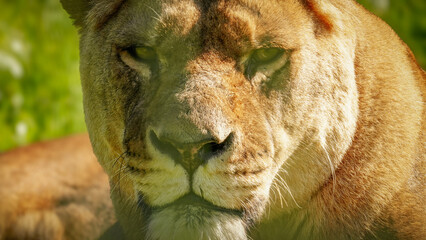 Extreme close-up headshot of a lioness with her eyes open and staring directly into the camera with a menacing look. Full property release for commercial use.