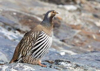 Tibetan snowcock in latin Tetraogallus tibetanus