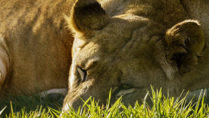 An extreme close-up, macro headshot of a lioness, laying down and relaxing on the grassy ground in the sunshine. She keeps her eyes  open to check for danger. Full property release for commercial use.