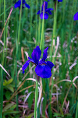 Single vibrant purple iris flower in bloom, standing tall among green grass and stems