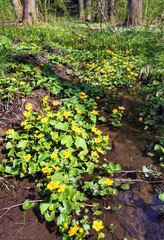 Caltha palustris, known as marsh marigold or marsh-marigold or kingcup