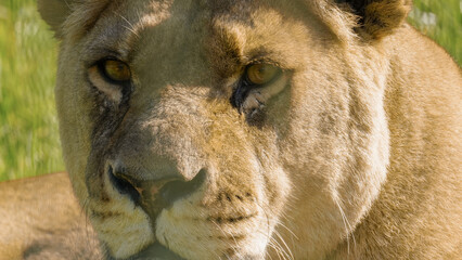 Extreme close-up headshot of a lioness with her eyes open and staring just past the camera lens with a menacing look. Full property release for commercial use.