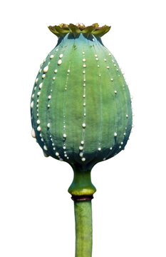 opium poppy heads milk latex papaver somniferum isolated