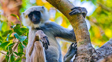 Tarai Gray Langur, Semnopithecus hector, Cercopithecidae, Royal Bardia National Park, Bardiya National Park, Nepal, Asia