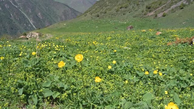 Footage features Trollius europaeus flowers, also known as globeflower, blooming at the top of a mountain in Ala Archa National Park, Kyrgyzstan.