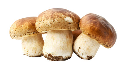 Fresh Edible Boletus Edulis Mushroom Isolated on White Background for Culinary Designs