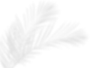 Obraz premium Realistic tropical palm leaf shadow overlay PNG transparent background. Soft light foliage effect with summer tree branch, perfect for banners, cards, or product mockups.