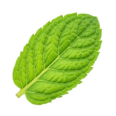 Obraz premium pudina/mint leaf, isolated on transparent background