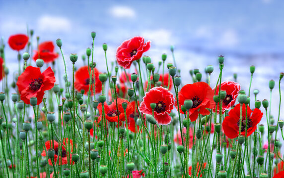 Flowers red poppies ( Papaver rhoeas, corn poppy, corn rose, field poppy, red weed, coquelicot ) on field on a background blue sky with clouds