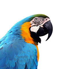 Blue Parrot