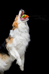 tricolor border collie on black background