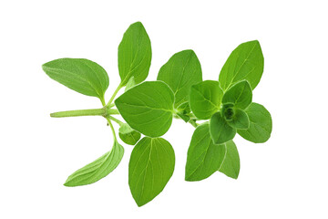 Oregano or marjoram leaves isolated on white background