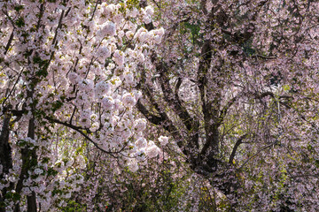 木漏れ日の桜