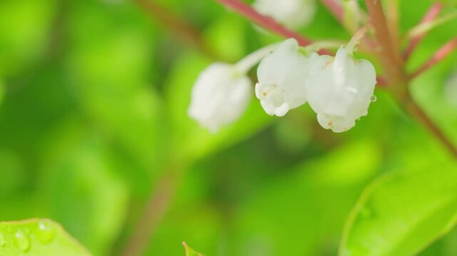 水滴の付いた白く小さいドウダンツツジの花