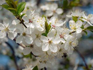 Obraz premium Closeup of blackthorn tree with blooming flowers