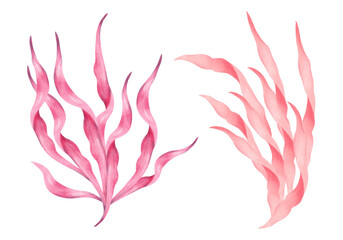 Peach, pink seaweed branch. Watercolor illustration. Hand drawn isolated elements. Natural form of marine flora. Clip art of ocean botanical underwater plants for marine style design, tourism