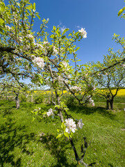 zbliżenie na kwitnącą jabłoń obsypaną drobnymi delikatnymi kwiatkami © Kamil_k2p
