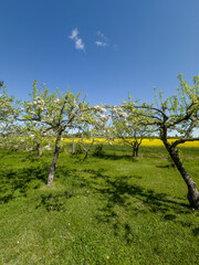 jabłonie w sadzie zakwitły, w tle kwitnące pole rzepaku  © Kamil_k2p