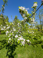 drzewa jabłoni zakwitły tysiącem małych biało różowych kwiatków © Kamil_k2p