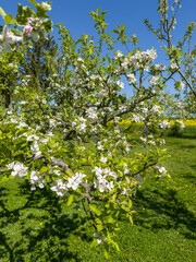 kwitnąca jabłoń obsypana drobnymi kwiatkami © Kamil_k2p