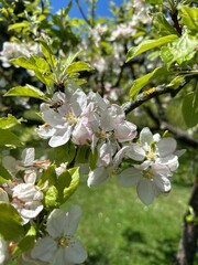 pszczoła ładującą na kwiatku jabłoni © Kamil_k2p