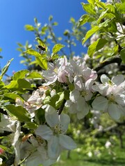 jabłoń kwitnąca na wiosnę © Kamil_k2p